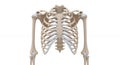Detailed 3D Render of Human Rib Cage on Isolated White Background Showcase of Thoracic Cage, Clavicle, Humerus and Scapula for Royalty Free Stock Photo