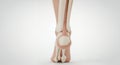 Anatomy of a Human Heel Structure Detailed 3D Rendering on Isolated White Background showcasing Bones Ligaments and Tendons for Royalty Free Stock Photo