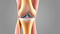 Human Knee Joint Anatomy Royalty Free Stock Photo