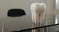 Anatomical Tooth Model on Reflective Surface Royalty Free Stock Photo