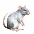 Detailed Dappled Rat Watercolor Clipart For Digital Painting And Paper Crafting