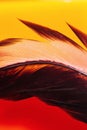 Detailed dark single feather on red and yellow background with water bubbles underwater