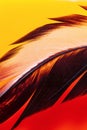 Detailed dark single feather on red and yellow background with water bubbles underwater