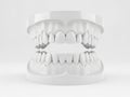 Detailed dental model displaying upper and lower teeth Royalty Free Stock Photo