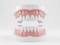 Detailed dental model displaying upper and lower teeth Royalty Free Stock Photo