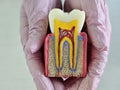 Detailed dental model showing tooth structure with roots and nerves in hands of a dental student Royalty Free Stock Photo
