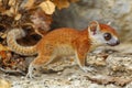 A detailed depiction of a microcebus (mouse lemur), showcasing its small size and adorable features Royalty Free Stock Photo