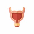 Human urinary bladder diagram with transparent background Royalty Free Stock Photo