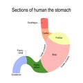 Detailed diagram of the structure from inside of the stomach