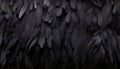 Detailed digital art black feathers texture background with exquisitely rendered big bird feathers