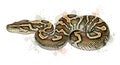 coiled ball python with intricate brown and white zigzag pattern on white background with colorful splashes Royalty Free Stock Photo