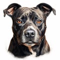 Detailed Dog Portrait Illustration In Realistic Colors Royalty Free Stock Photo