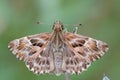 Detailed dorsal close up of a Mallow Skipper, Carcharodus alcea