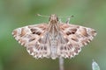 Detailed dorsal close up of a Mallow Skipper, Carcharodus alceae on a green background