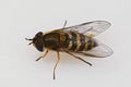 Dorsal closeup on a Hairy-eyed syrphus hoverfly, Syrphus torvus , against a white background