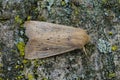 Detailed dorsal closeup of the obscure wainscot moth, Leucania obsoleta, on a piece of wood