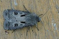 A dorsal closeup shot on a grey form of the Heart and Dart owlet moth, Agrotis exclamationis, sitting on wood in the