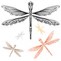 Detailed Dragonfly