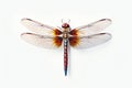 Detailed Dragonfly Insect Isolated Royalty Free Stock Photo