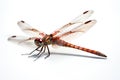 Detailed Dragonfly Insect Isolated Royalty Free Stock Photo