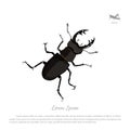 Detailed drawing of beetle deer. Black insect on a white