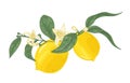 Detailed drawing of lemon plant branch with flowers and leaves isolated on white background. Organic ripe bright yellow