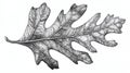 Detailed Pen and Ink Drawing of an Oak Leaf Royalty Free Stock Photo