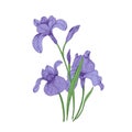 Detailed drawing of spring iris flowers and buds. Seasonal beautiful garden flowering plant isolated on white background