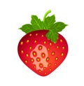 Detailed drawing of strawberry. Vector berry illustration.