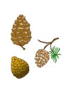 Pinecones from three different types of trees