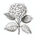 Detailed Engraving Style Hydrangea Sketch Vector Illustration