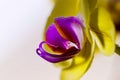 Detailed exotic macro closeup inflorescence of blooming wild Orchid Orchidaceae flower with water dew drops. Royalty Free Stock Photo