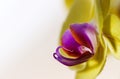 Detailed exotic macro closeup inflorescence of blooming wild Orchid Orchidaceae flower with water dew drops. Royalty Free Stock Photo