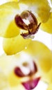 Detailed exotic macro closeup inflorescence of blooming wild Orchid Orchidaceae flower with water dew drops. Royalty Free Stock Photo