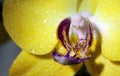 Detailed exotic macro closeup inflorescence of blooming wild Orchid Orchidaceae flower with water dew drops. Royalty Free Stock Photo