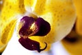 Detailed exotic macro closeup inflorescence of blooming wild Orchid Orchidaceae flower with water dew drops. Royalty Free Stock Photo