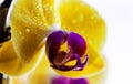 Detailed exotic macro closeup inflorescence of blooming wild Orchid Orchidaceae flower with water dew drops. Royalty Free Stock Photo