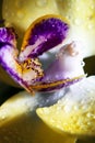 Detailed exotic macro closeup inflorescence of blooming wild Orchid Orchidaceae flower with water dew drops. Royalty Free Stock Photo