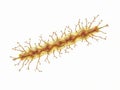 A Detailed Exploration of Bacterial Morphology Under the Microscope Unveiling the Microbial Worlds Secrets for