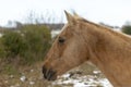 Detailed eye eautiful heavy draft horse Royalty Free Stock Photo