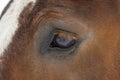 Detailed eye eautiful heavy draft horse Royalty Free Stock Photo