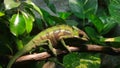 Detailed eye motion view of panter chameleon in wild forest ecosystem, wildlife nature animals