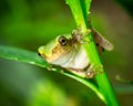 Frog contorted between two twigs Royalty Free Stock Photo