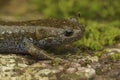 Detailed facial closeup on an adult Japanese endangered Oita salamander, Hynobius dunni sitting on green moss