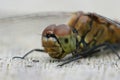 Detailed facial closeup on the Common darter, Sympetrum striolat