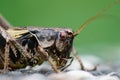Detailed facial closeup on the dark bush-cricket , Pholidoptera griseoaptera