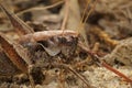 Detailed facial closeup on the dark bush-cricket, Pholidoptera griseoaptera, sitting on the ground
