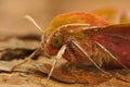 Detailed facial closeup of the Elephant Hawk-moth,Deilephila elpenor