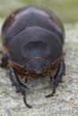 Facial closeup on a female of the the rare European rhinoceros beetle, Oryctes nasicornis Royalty Free Stock Photo