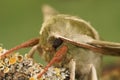 Detailed facial closeup on the Lime Hawk-moth, Mimas tiliae